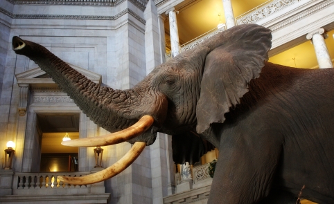 elephant-in-museum_GkIPn8uu